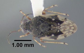 Media type: image;   Entomology 619245 Aspect: habitus dorsal view